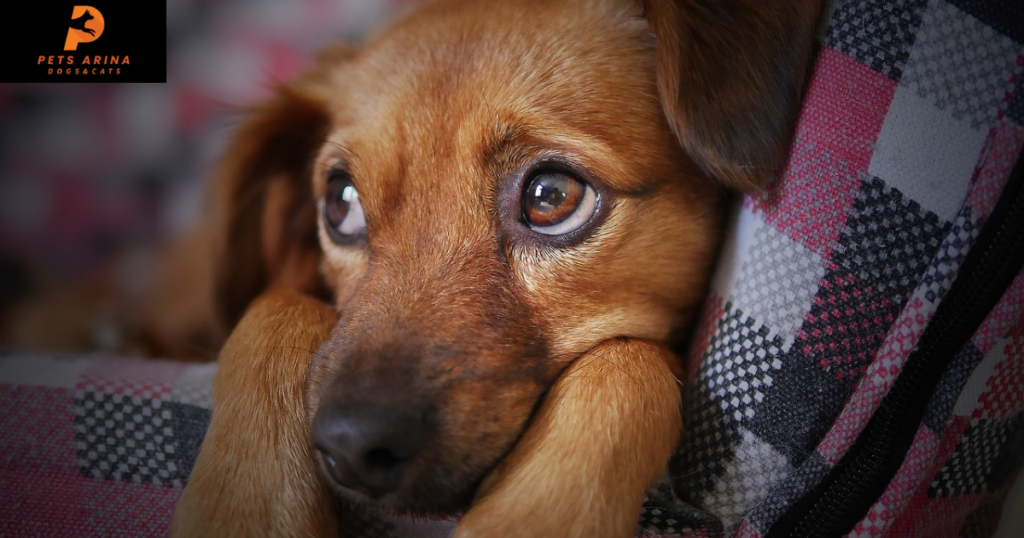 Dogs with human eyes