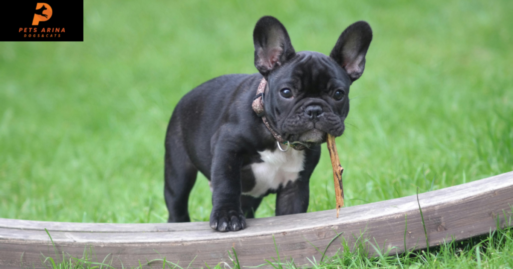 Ecuadorian Bulldog Temperament