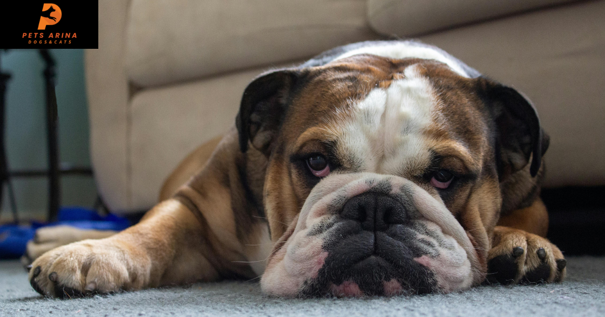 Ecuadorian Bulldog