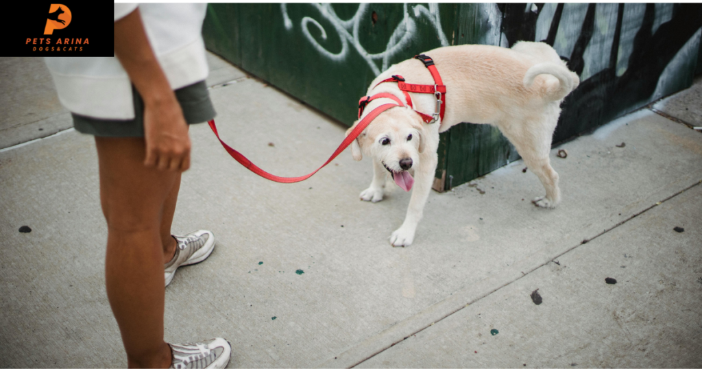 How to Throw Off a Drug Dog Scent.