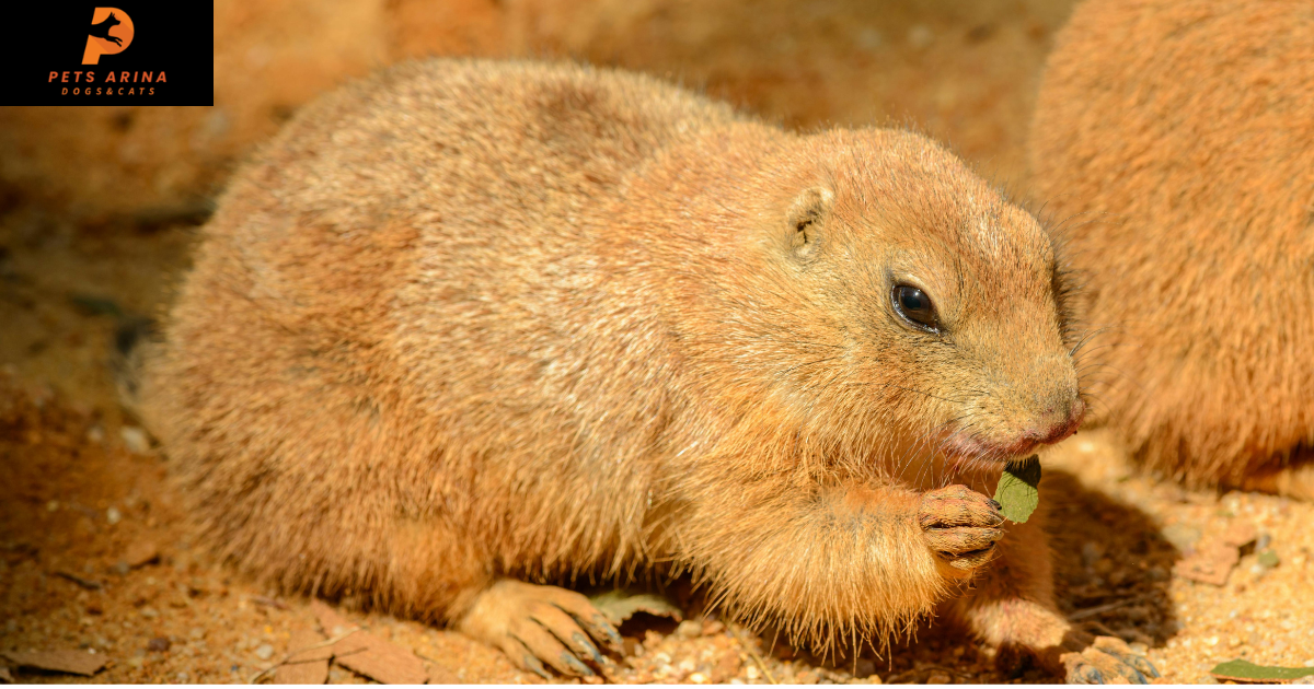 poppy the prairie dog