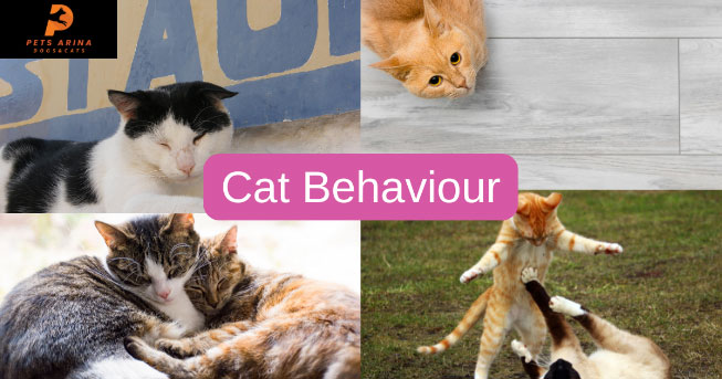 Cat Behavior