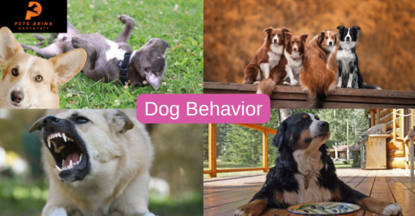 Dog Training and Behavior