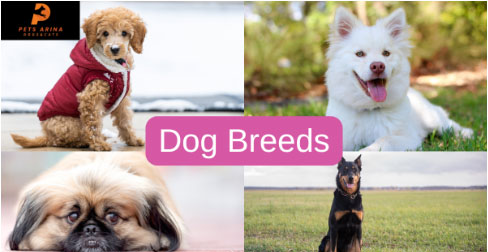 Dog Breeds