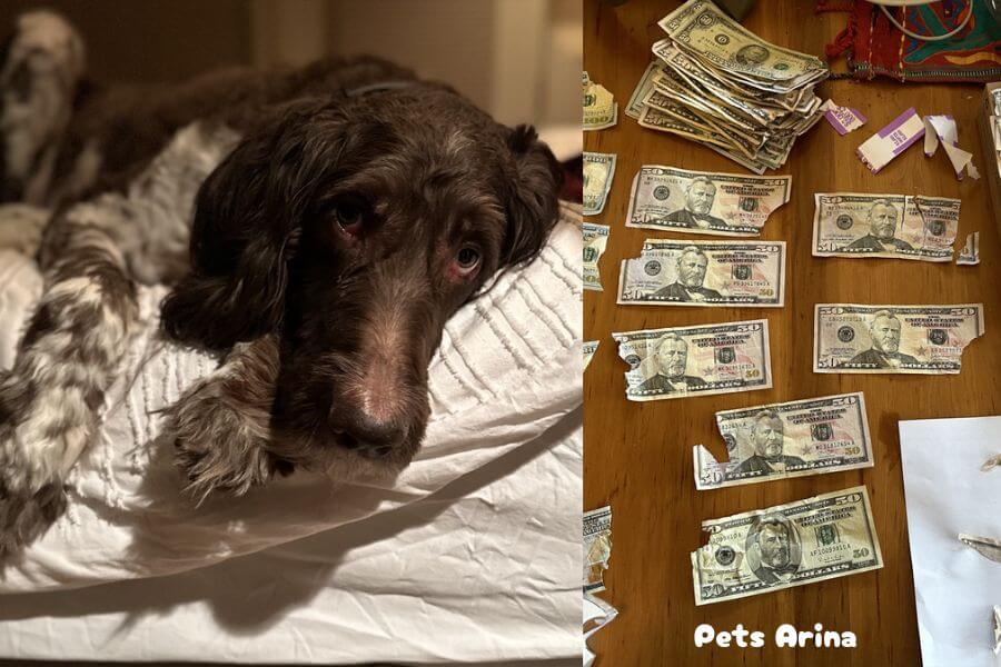 cecil dog ate money