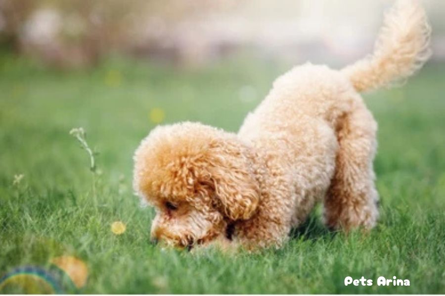 Why Do Poodles Eat Grass?